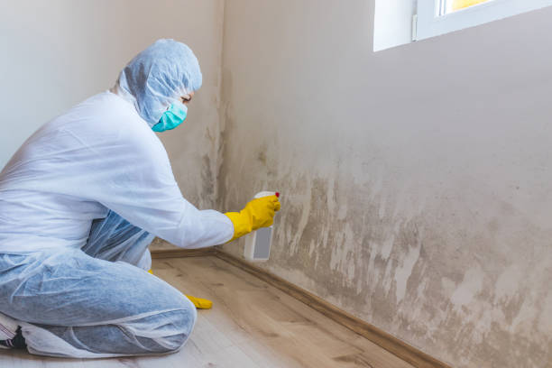 Licensed Basement Mold Remediation service in Holmdel, NJ - 24 Hour Mold Removal