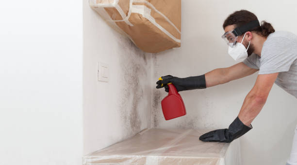 Professional Basement Mold Remediation technician working in Holmdel, NJ