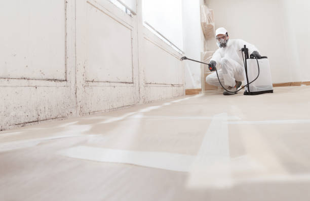 24/7 Emergency Basement Mold Remediation experts in Holmdel, NJ